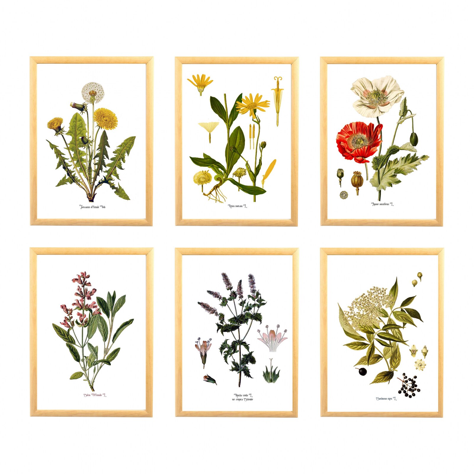 Set 6 tablouri, Papadie, Menta, Mac, Soc, Salvia, Arnica