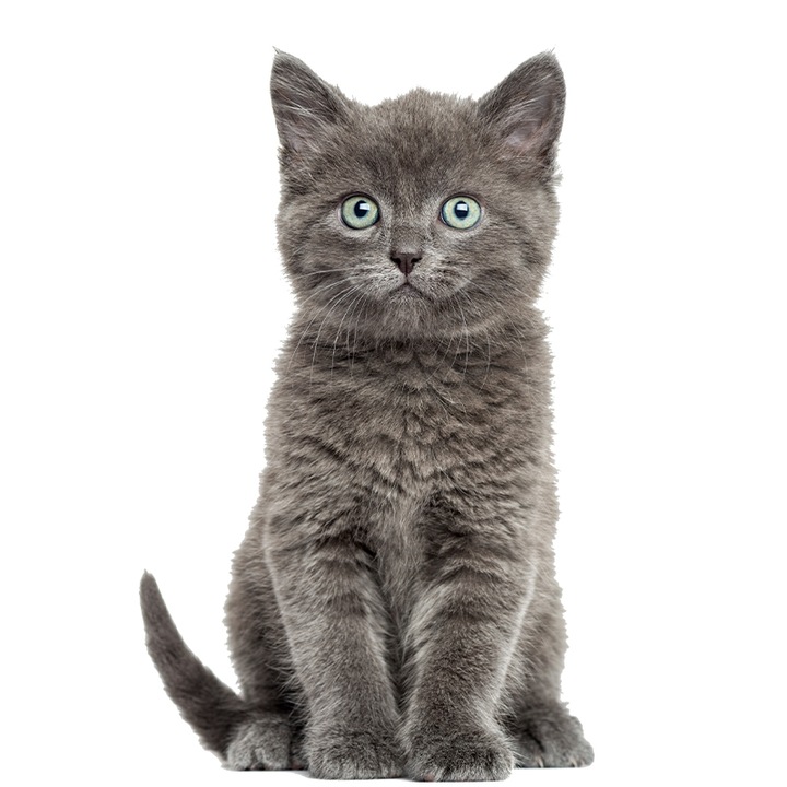 Sticker decorativ intrerupator Pisica model 26, lungime 10 cm