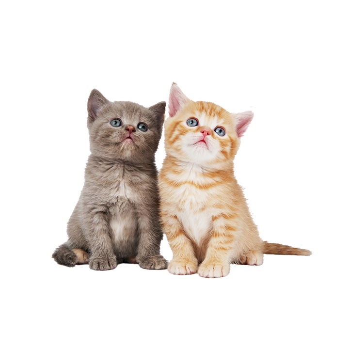 Sticker decorativ intrerupator Pisica model 3, lungime 10 cm