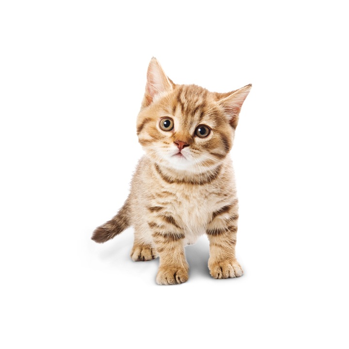 Sticker decorativ intrerupator Pisica model 1, lungime 10 cm