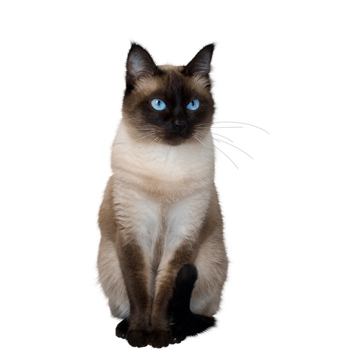 Sticker decorativ intrerupator Pisica model 35, lungime 10 cm