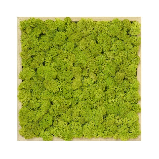 Tablou licheni decorativi ARTFLORA Uni Green Lime, 25.0 x 25.0 cm, Lemn Natur