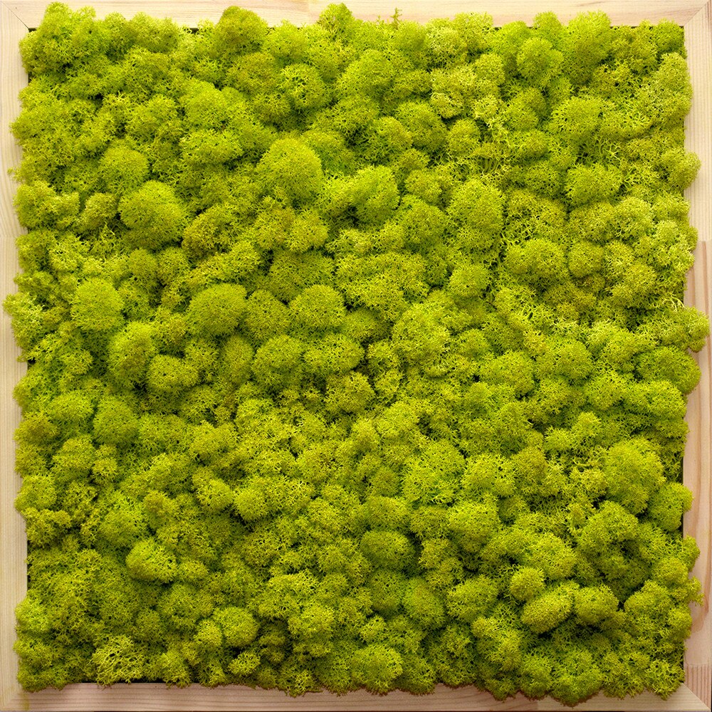 Tablou licheni decorativi ARTFLORA Uni Green Lime, 43.3 x 43.3 cm, Lemn natur