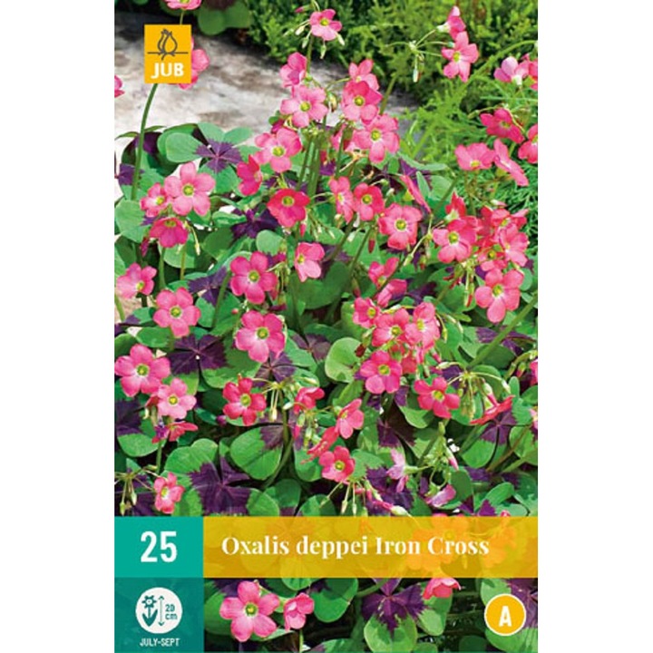 Bulbi, Oxalis Deppei Iron Cross, Jub Holland, 25 buc