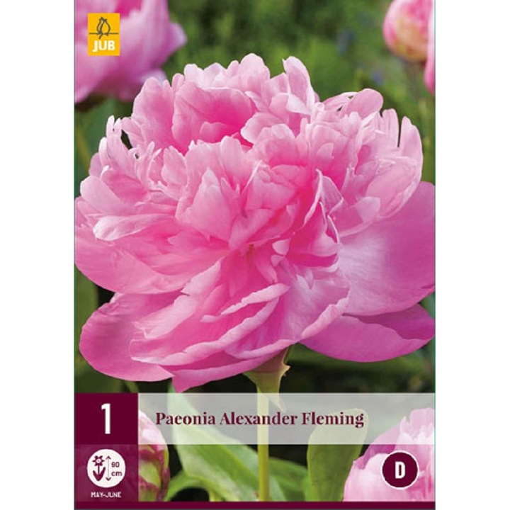 Rizom de radacina, Bujor Paeonia Alexander Fleming, Jub Holland, 1 buc
