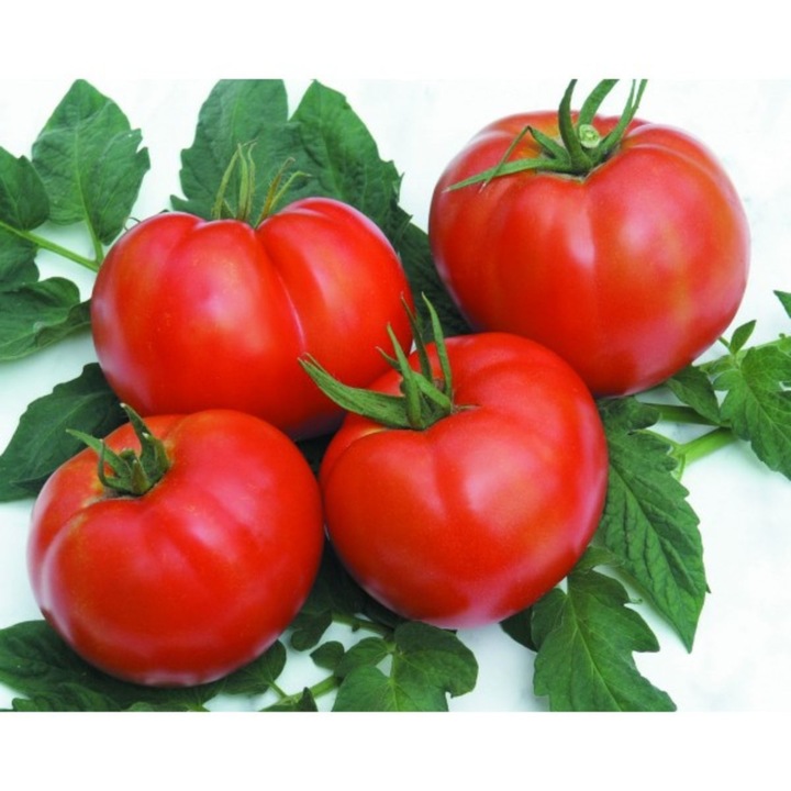 Seminte Tomate nedeterminate RILA F1, 250 seminte, Geosem