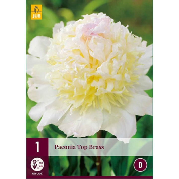 Rizom de radacina, Bujor Paeonia Top Brass, Jub Holland, 1 buc