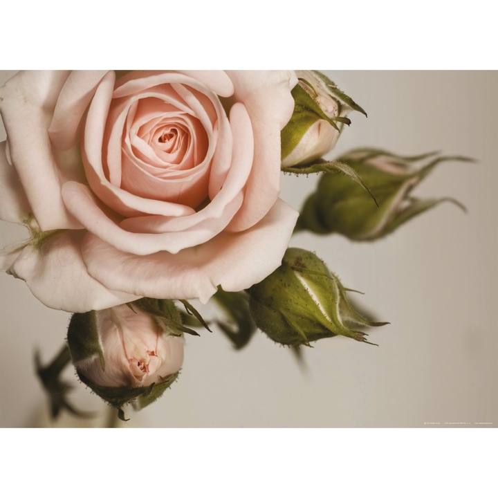 Fototapet - Trandafir roz 155x110 cm