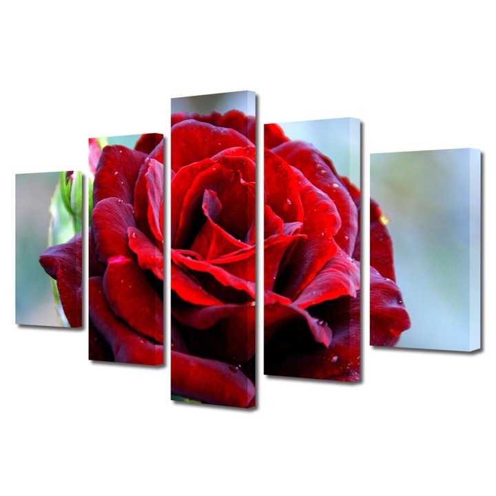 Tablou Multicanvas 5 Piese Flori, Trandafir rosu clasic, 60 x 100 cm