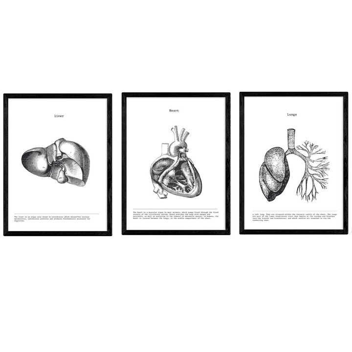 Set 3 postere cu imprimeu anatomia inimii, Nacnic, Hartie/Lemn, A4, Alb/Negru