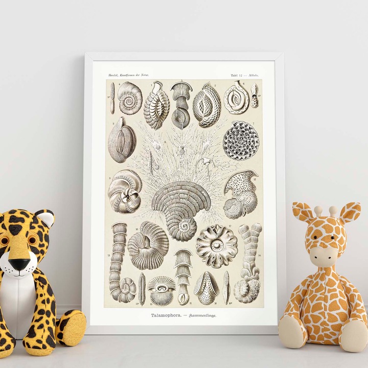 Tablou decorativ Nacnic, ilustratie stil epoca, 29.7x21cm, fara rama