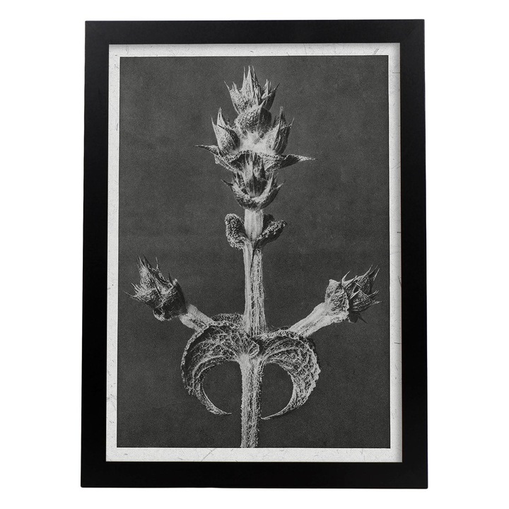 Tablou decorativ, Nacnic, Lemn, Cadru A3, Alb/Negru