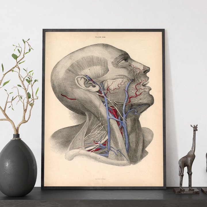 Tablou, Nacnic, disectie a capului, cu rama de culoare din lemn., 16785-1-A3-CM-LW
