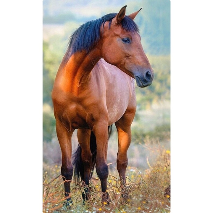 Prosop de maini si fata cal, Javoli, Bumbac, 30x50 cm, Multicolor