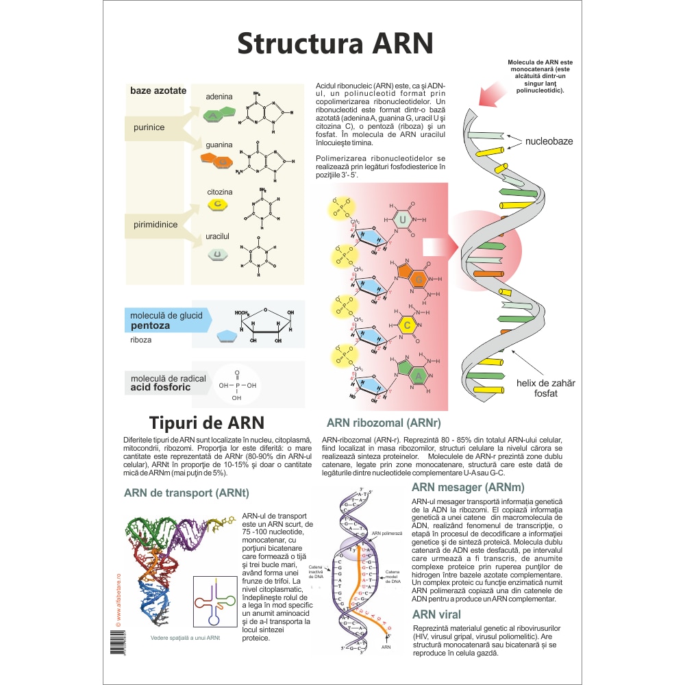 Plansa Structura ARN - eMAG.ro