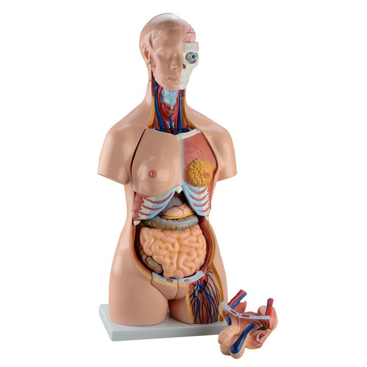 Model corp uman anatomic androgin 85 cm, 40 parti
