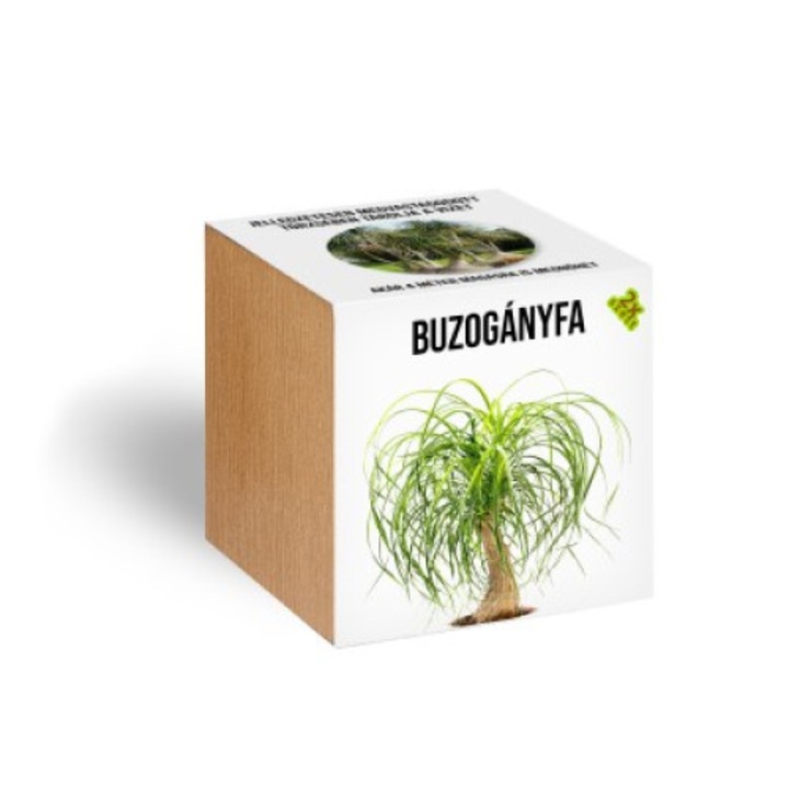 Planta intr-un ghiveci de lemn, Ugyismegveszel