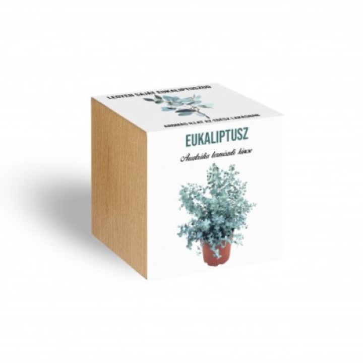 Planta de eucalipt intr-o cutie de lemn, Ugyismegveszel