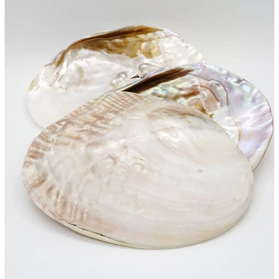 Cochilie Scoica Alba Cu Perle Naturale 16cm EMAG ro cochilie-scoica-alba-cu-perle-naturale-16cm-emag-ro