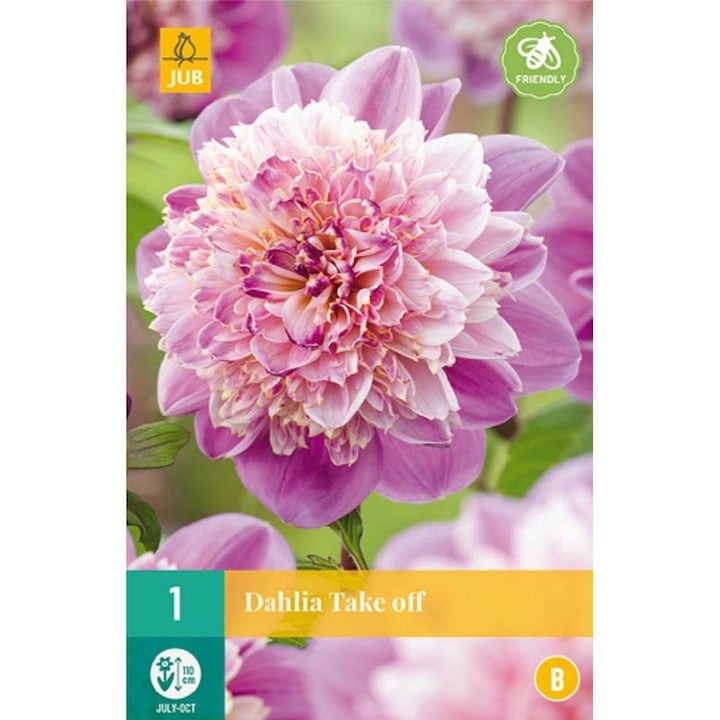 Bulbi, Dalii Take Off, Jub Holland, 1 buc