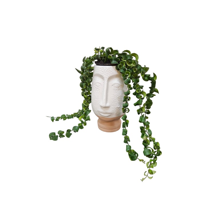 Статуетка декоративна саксия, глава с естествено растение Lipstick Plant, 25 х 14 см