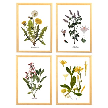 Set Tablouri inramate, Papadie, Menta, Salvia, Arnica, ilustratie cu FLORI, 4 piese, 50x70 cm, (4 buc dim. 26x32 cm) Set Tablouri inramate, Papadie, Menta, Salvia, Arnica, ilustratie cu FLORI, 4 piese, 50x70 cm, (4 buc dim. 26x32 cm)