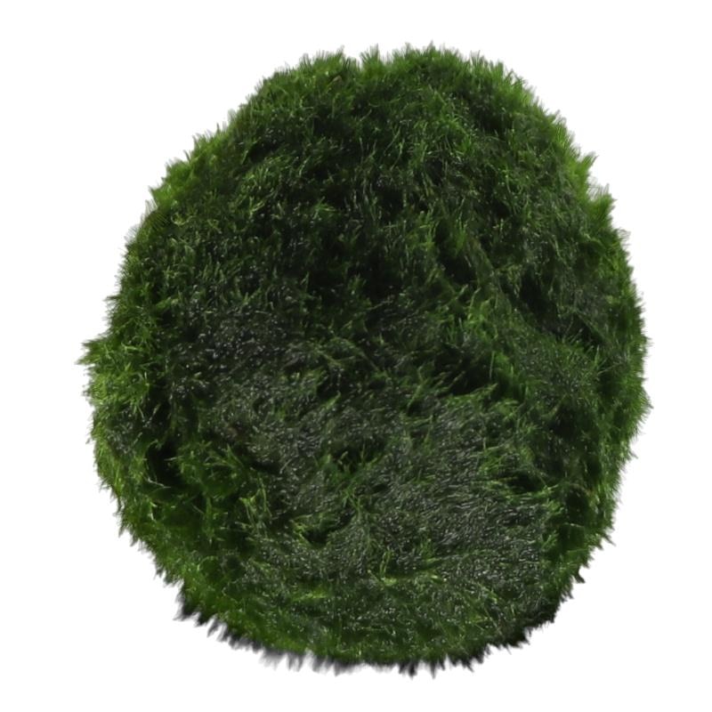marimo°☆ Set 10 muschi de apa sferici pentru acvariu, 2-4 cm - eMAG.ro
