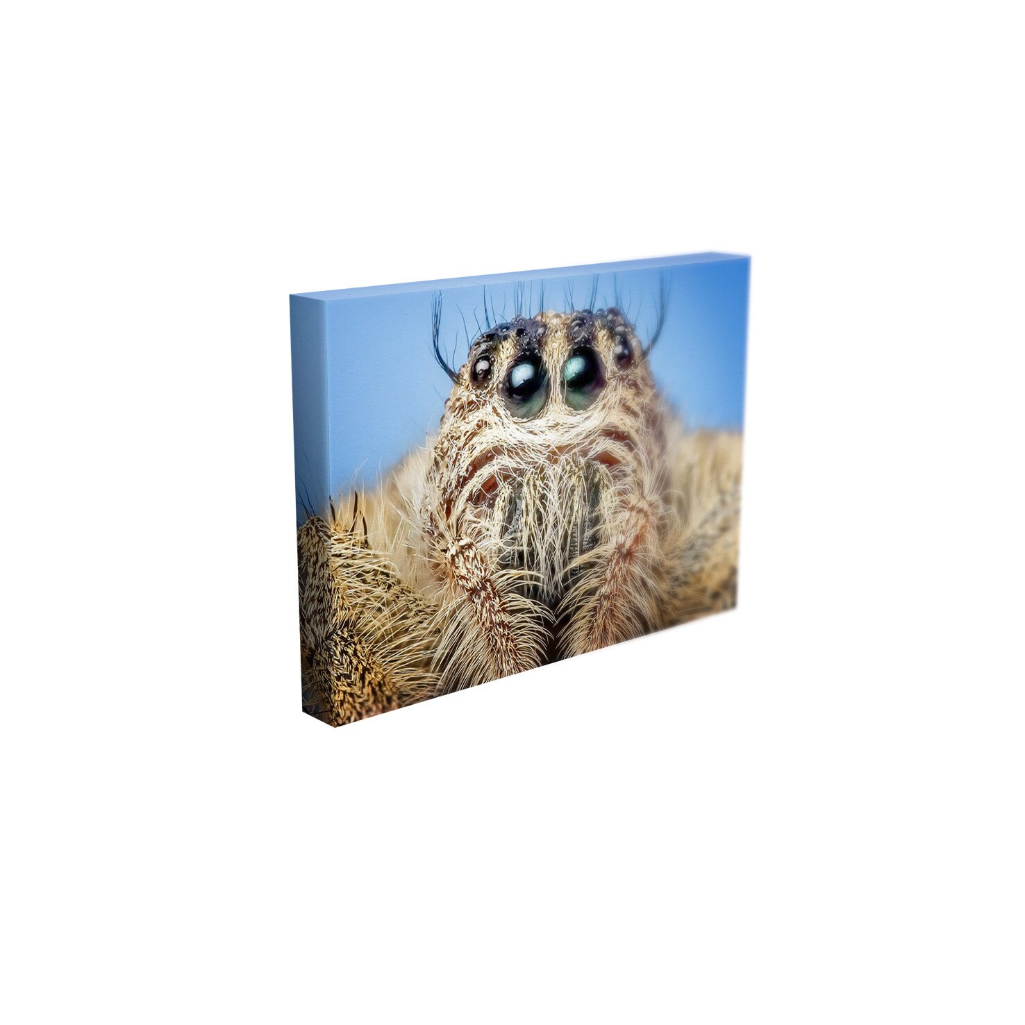 Tablou Canvas - „Tarantula”- 60cm x 90cm