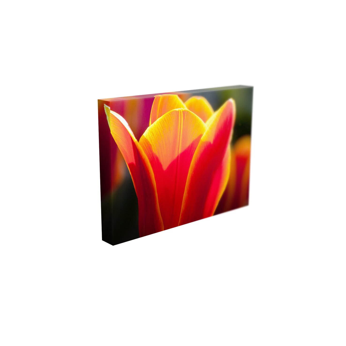 Tablou Canvas - „Lalea”- 60cm x 90cm