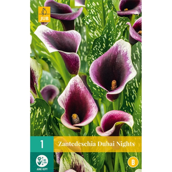 Bulbi, Zantedeschia Dubai Nights, Jub Holland, 1 buc