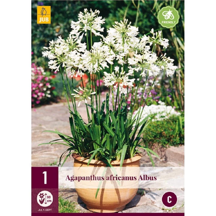 Rizom de radacina, Crin African Agapanthus Africanus Albus, Jub Holland, 1 buc