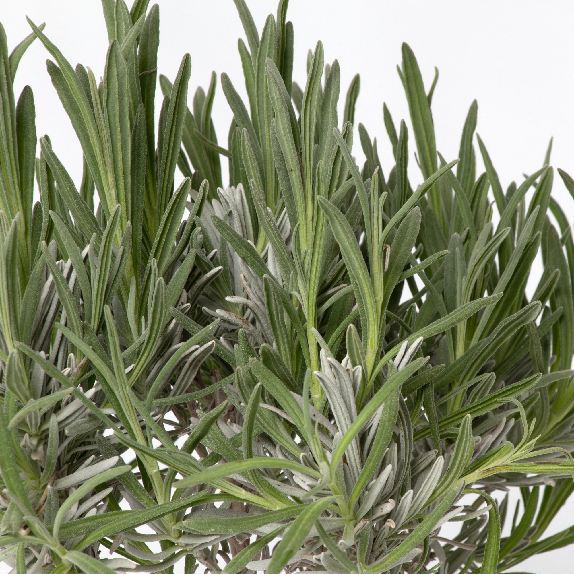 Levantica, Lavandula angustifolia STD, planta aromatica, forma ...