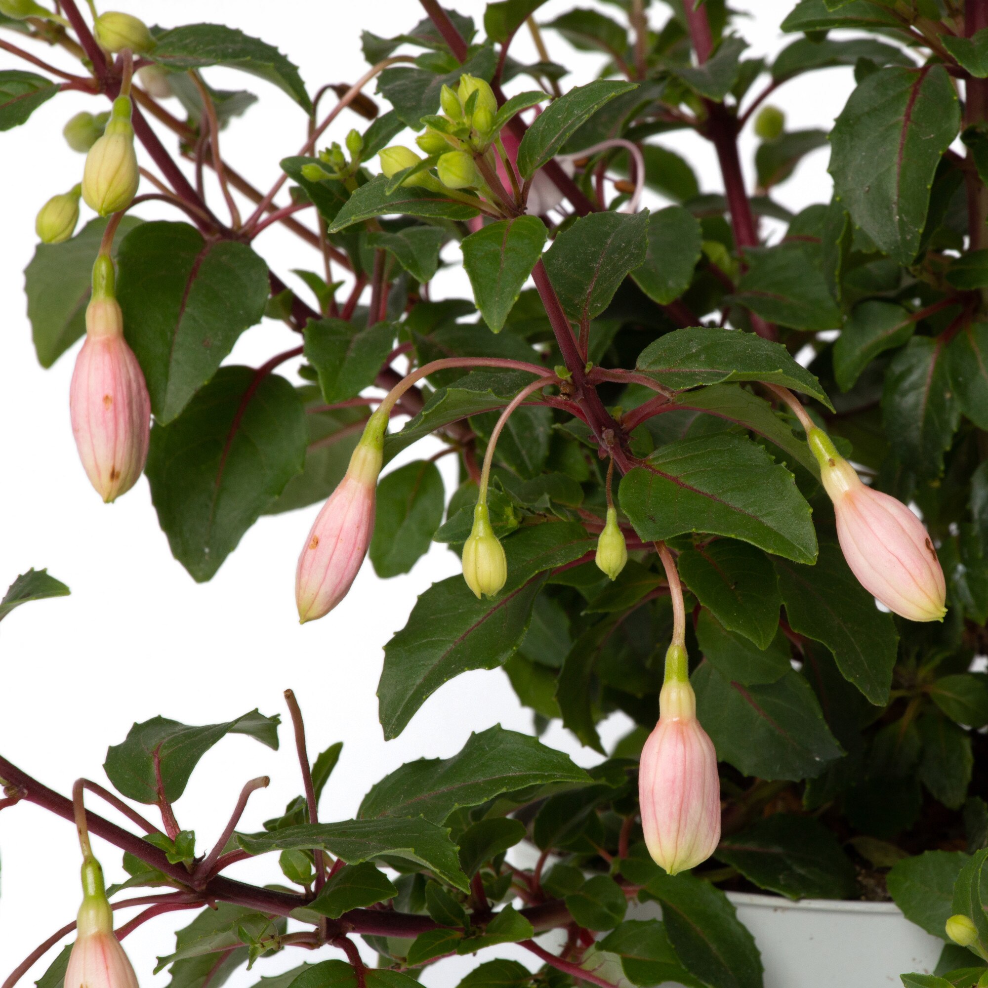 Planta Roz Cercelusi roz, Fuchsia cesp, planta naturala ornamentala, in ghiveci ...