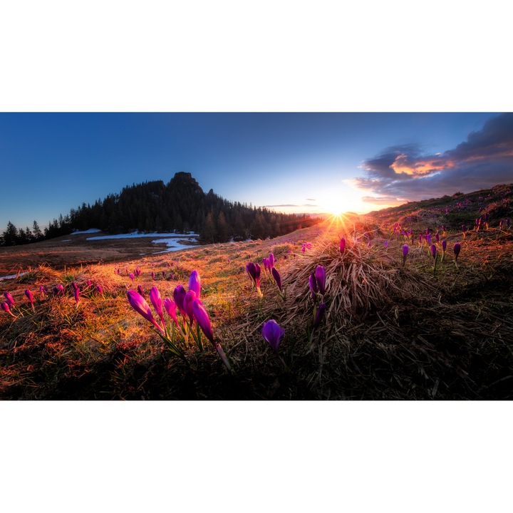 Tablou canvas, Branduse in Muntii Rarau, cu Pietrele Doamnei in fundal, 90x60 cm