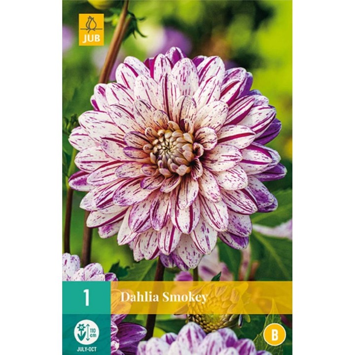 Bulbi, Dalii Smokey, Jub Holland, 1 buc