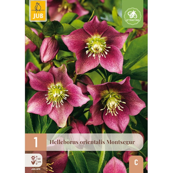 Rizom de radacina, Spanz Helleborus Orientalis Montsegur, Jub Holland, 1 buc