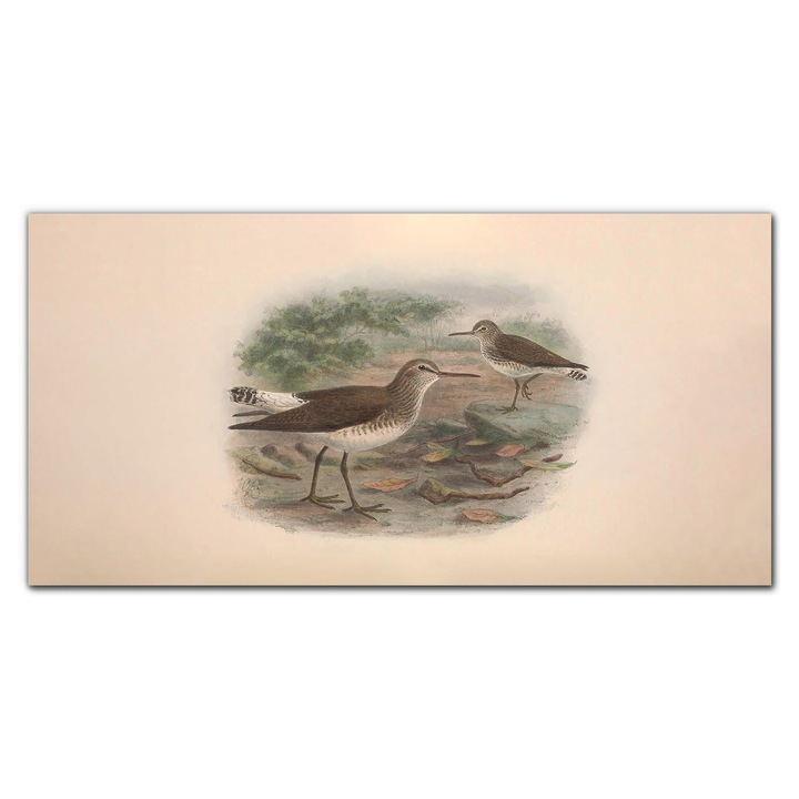 Картина на платно, Coloray, Дървена рамка, Птици, Диви животни, Рисуване, Бежово, 100x50 см, 010030010010000016590