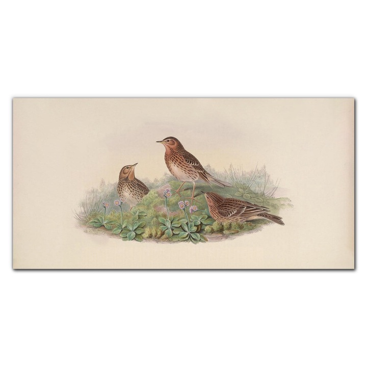 Vászonkép, Coloray, Négyszögletes, Madarak Vadállatok Rajz Art, Bézs, 120x60 cm, 010030010060000016570