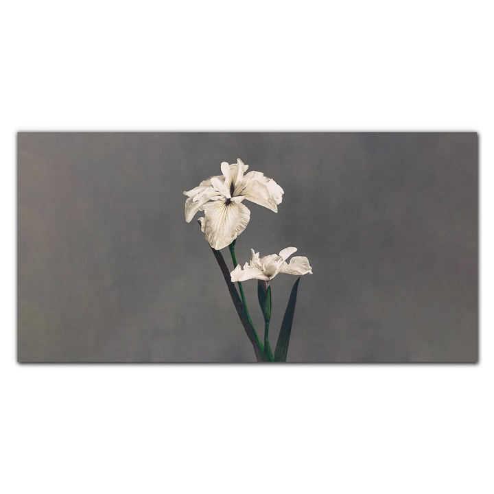 Tablou pe canvas, Coloray, Rama lemn, Tablouri Flori Plante Art, Gri, 100x50 cm, 010030010010000031724