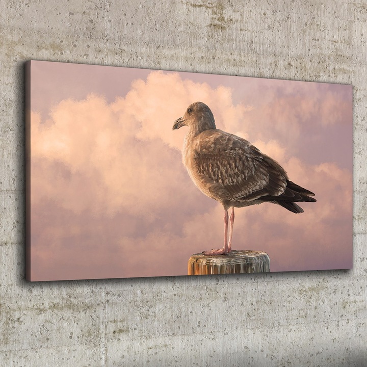 Vászonkép, Coloray, Négyszögletes, Állat Madár Sirály Égbolt Felhők, Többszínű, 100x50 cm, 010030010010000052549