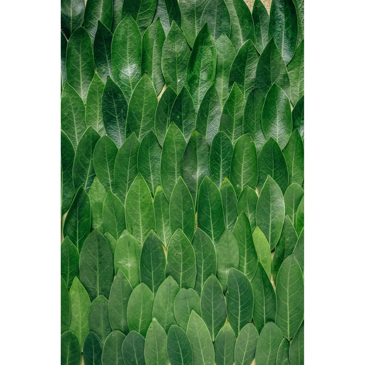 Tapet Premium Canvas, Frunze verzi, 250x400 cm