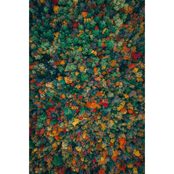 Tapet Premium Canvas, Peisaj copaci colorati toamna, 250x400 cm