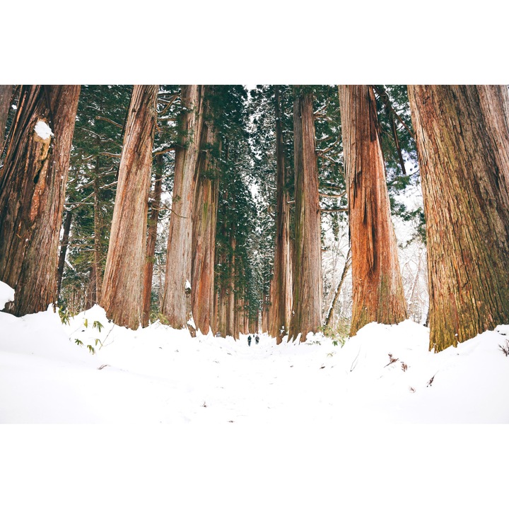 Tapet Premium Canvas, Peisaj cu padure arbori Sequoia gigant, 120x180 cm