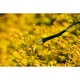 Ghirlanda solara de gradina decorativa exterior 2.73 m ORNIS 7x LED LUMILED