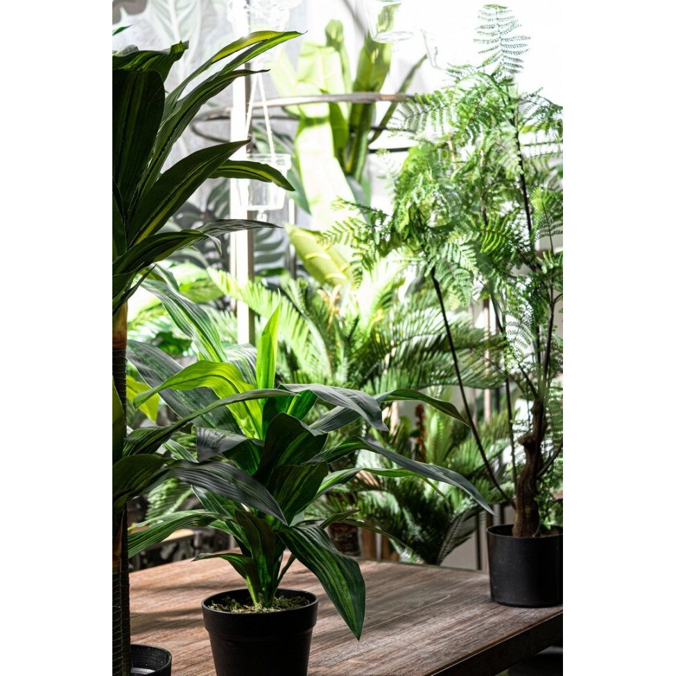 Gata good dracena