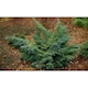 Ienupar semitarator - Juniperus squamata "Hunnetorp"