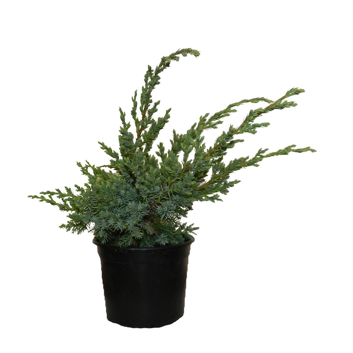 Ienupar semitarator - Juniperus squamata "Hunnetorp"