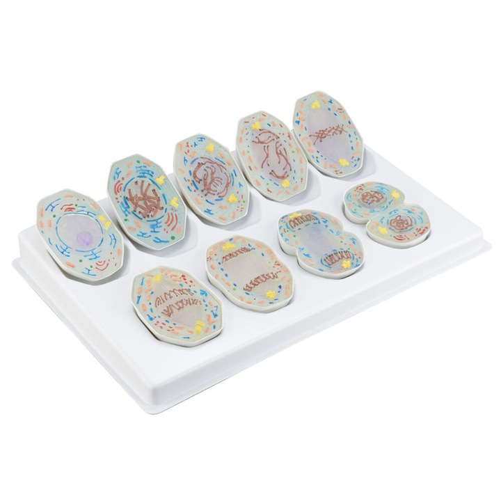 Model mitoza - 9 parti