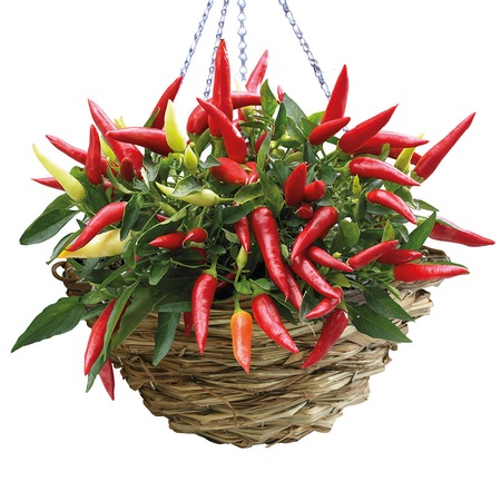 Set Agatator Chili Cayenne Emag Ro