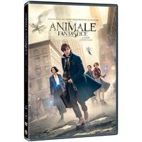 animale fantastice si unde le poti gasi  fantastic beast and wthere to find them dvd 2016 imagen 6_0_
0